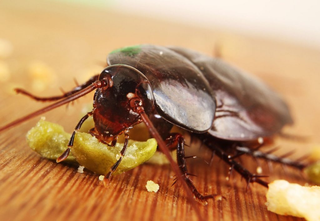 Una cucaracha está comiendo algo en el escritorio