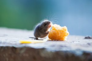 Una rata está comiendo un queso