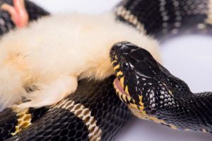 Serpiente de agua comiendo su presa pollo aislado en blanco