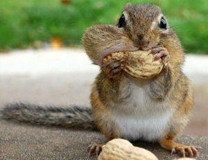 Una ardilla está comiendo nueces