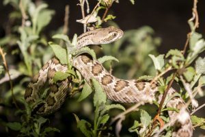 Serpiente de cascabel acostado en el árbol