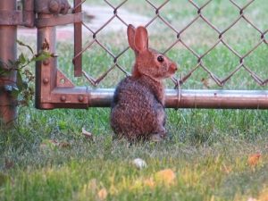 un conejo cerca de la valla