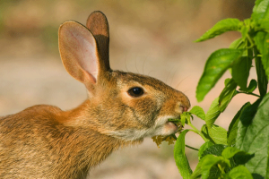 un conejo está comiendo hojas.