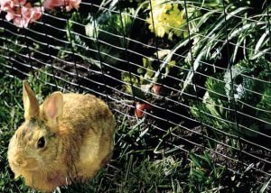 un conejo cerca de la valla