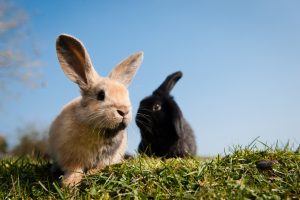 dos conejos en la naturaleza