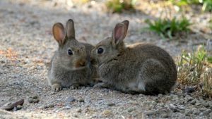 dos conejos en la naturaleza