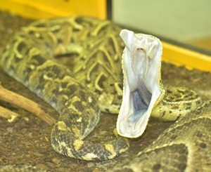 Primer plano de una serpiente con gran boca abierta