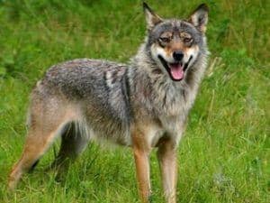 coyote en la naturaleza