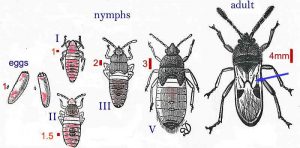 Un ciclo de vida de chinch bug