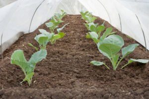 Las plántulas de repollo se cubren con un paño en la primavera.