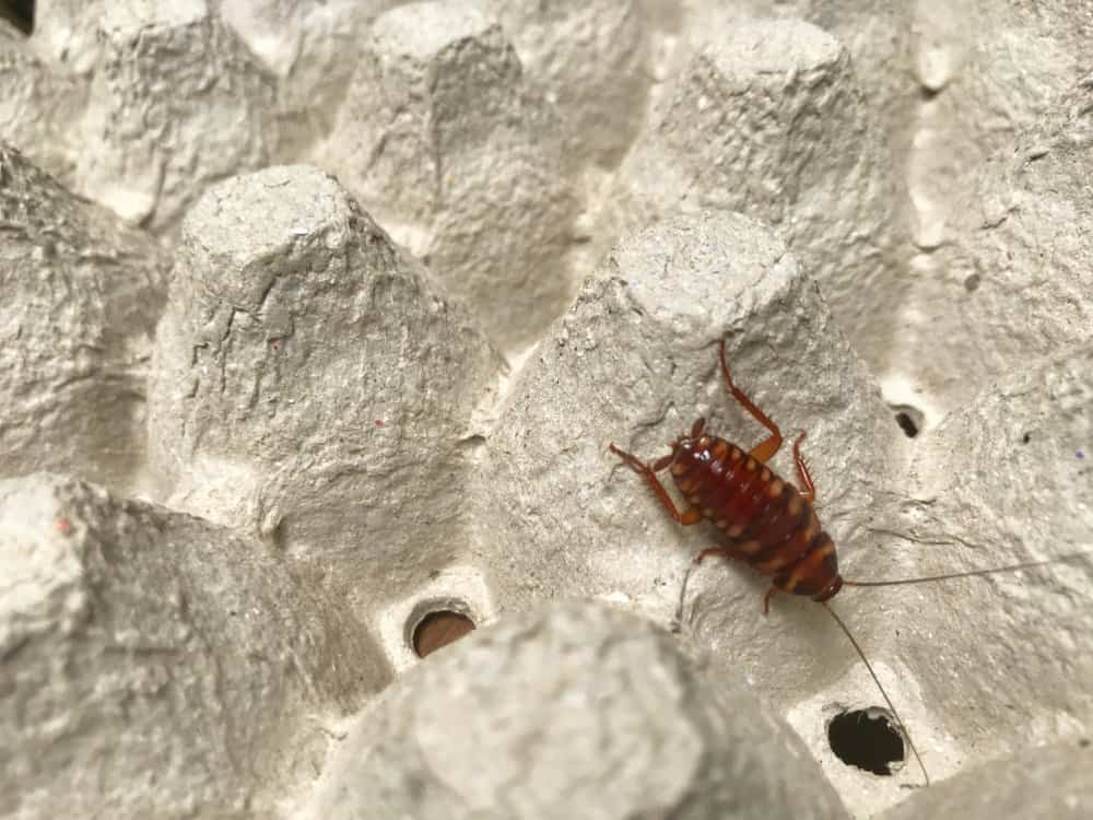 Una cucaracha de bandas marrones