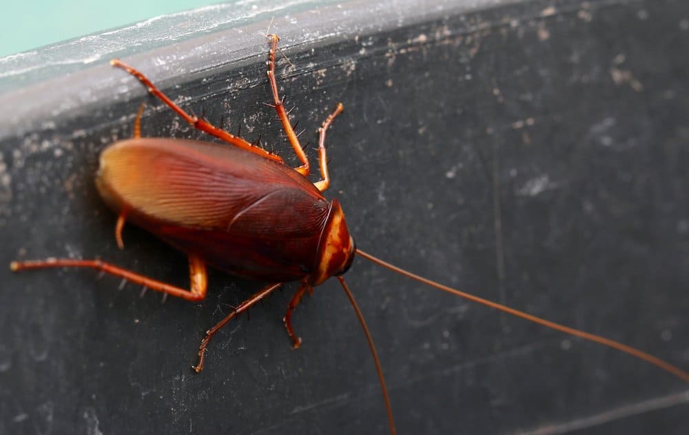 Una cucaracha está escalando en la pared