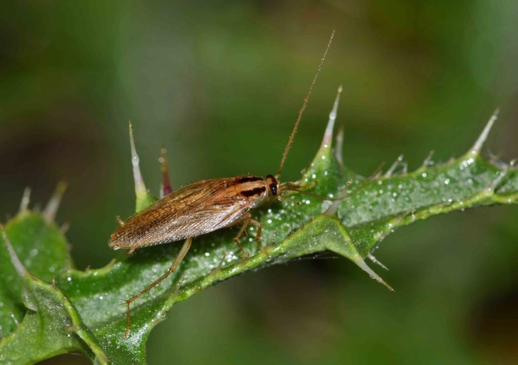 Una cucaracha alemana tumbada en una hoja verde