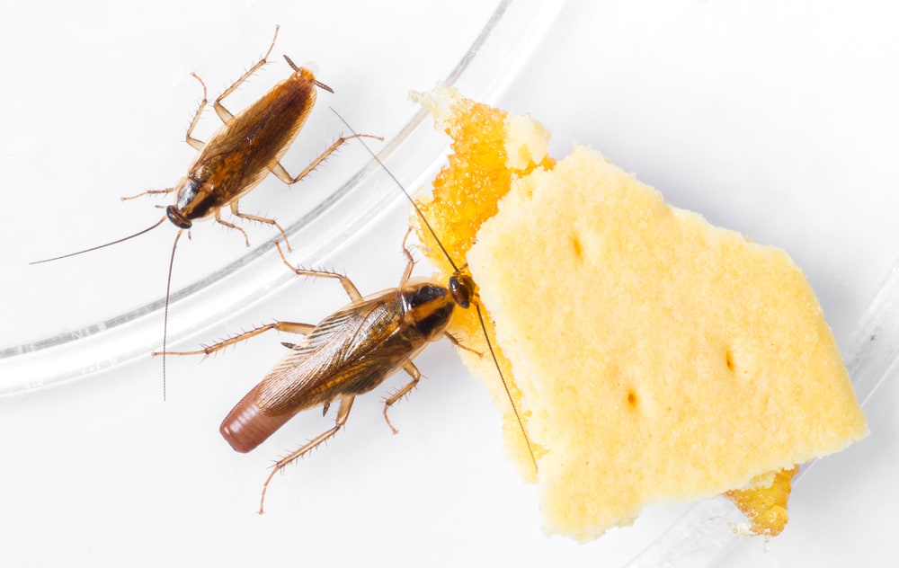 Dos cucarachas alemanas están comiendo galletas de queso