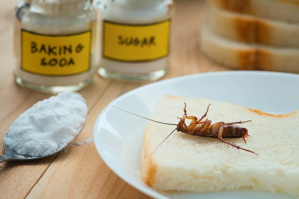 Una cucaracha muerta está tumbada en tostadas