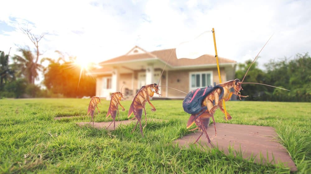 Un grupo de cucarachas vienen a una casa