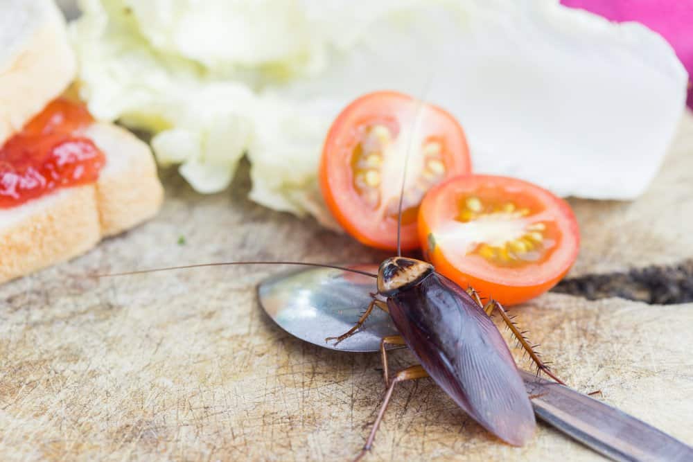 Una cucaracha está subiendo a los tomates