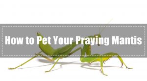 Mantis de Oración Como Mascota – Cómo Mascotas Tus Antis de Oración (2018)
