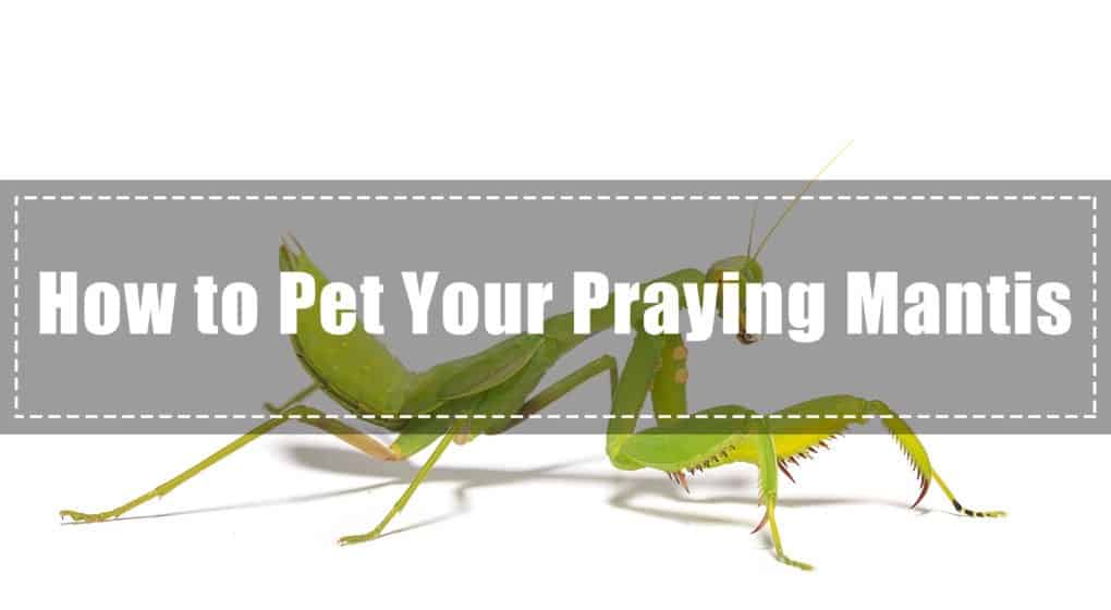 Mantis de Oración Como Mascota – Cómo Mascotas Tus Antis de Oración (2018)