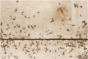 Dañar de hormigas faraón en la madera