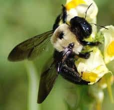 una abeja de albañil en la flor