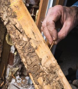 Primer plano de la mano del hombre que señala el daño de la termita y una termita viva