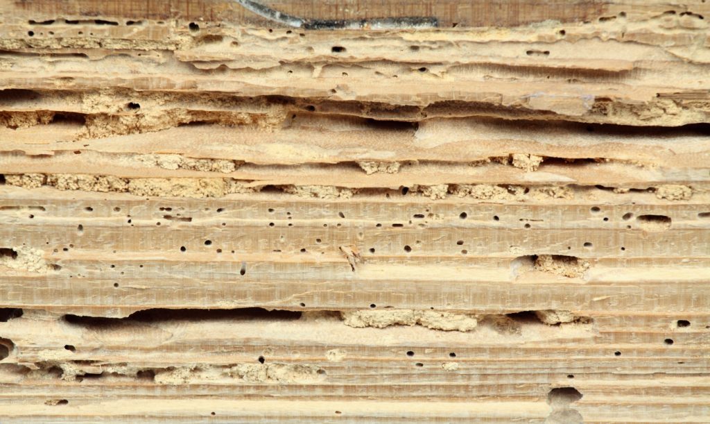 Daños de termitas a la madera
