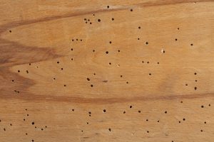 Un montón de agujeros en el aprietamiento de madera causado por termitas