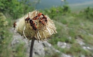 Un grupo de chinch bugs en una flor