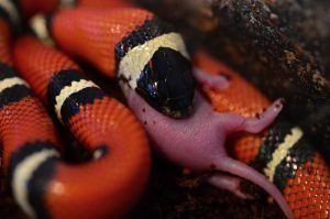 La serpiente de leche está comiendo una rata de bebé en la oscuridad