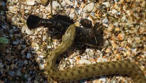 Una serpiente de la boca de algodón está comiendo una rana de toro