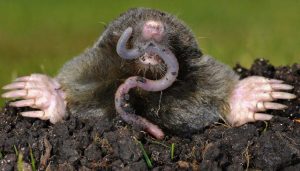 Un topo está comiendo una lombrices de tierra