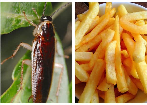 Una cucaracha y papas fritas