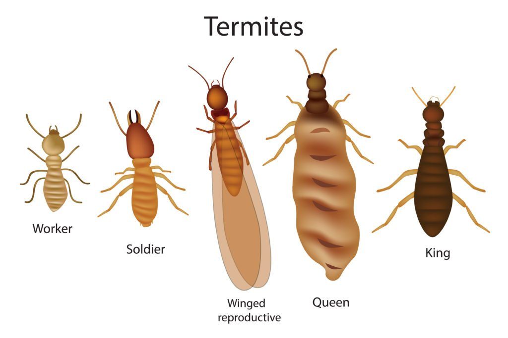 Una breve división de termitas en el fondo blanco