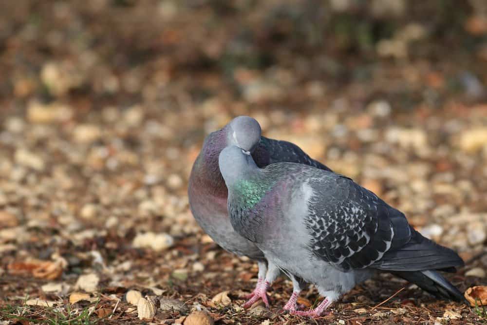 Dos palomas se están besando