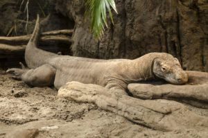 Un dragón de Komodo está durmiendo en el suelo.