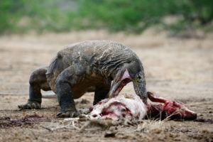 El dragón de Komodo está comiendo una víctima.