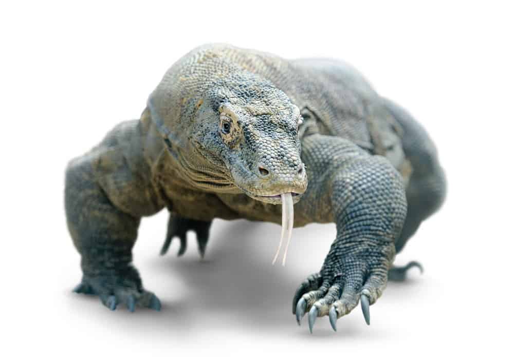 Dragon de Komodo: 5 Hechos Interesantes Más Hechos Divertidos, Mordeduras y Tratamiento