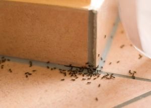 Grupo de hormigas de pavimento dentro de la casa