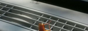 Una cucaracha está en el coche