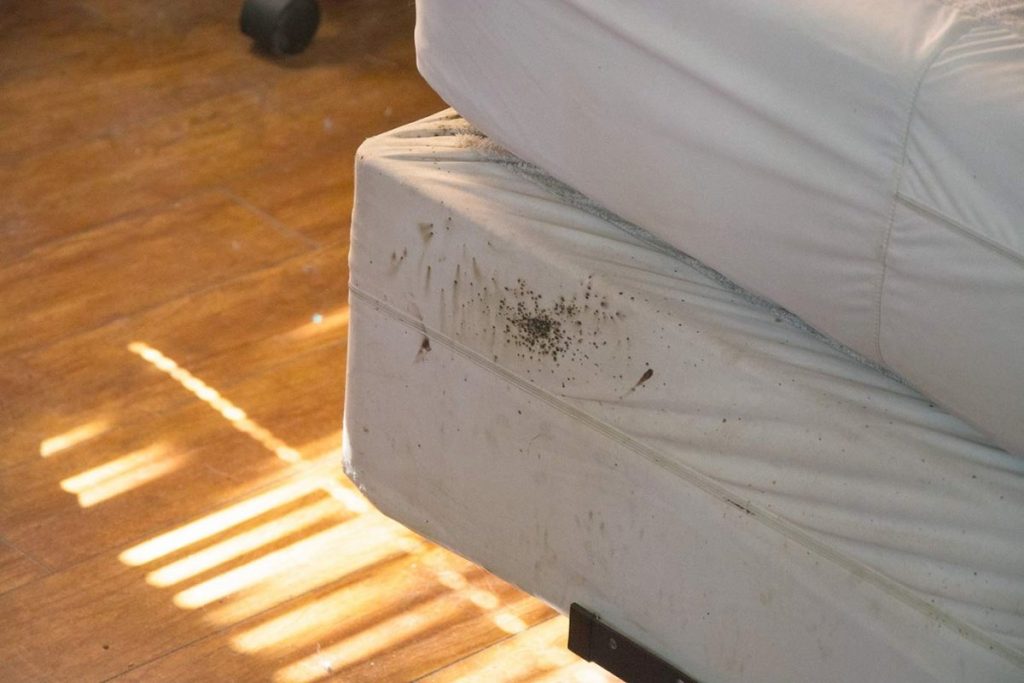 La infestación de insectos de la cama en el colchón blanco