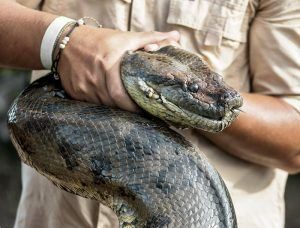Una anaconda está sosteniendo por la mano de un hombre