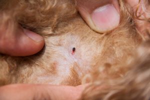 Una pulga en la piel del perro