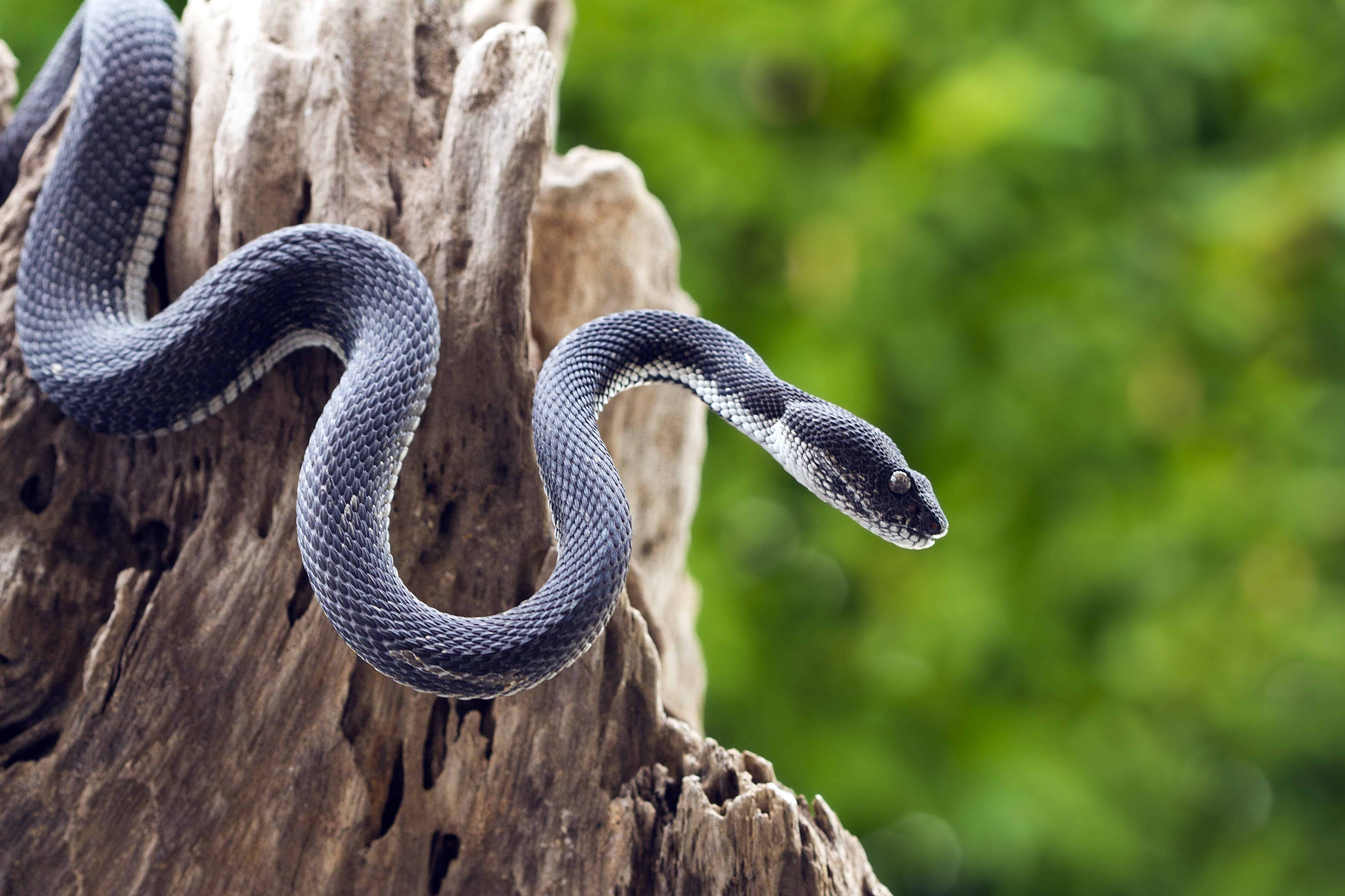 7 Repelentes de Serpiente Naturales y Eficaces