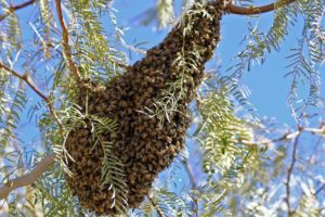 Enjambre de abejas asesinas en medio del aire.