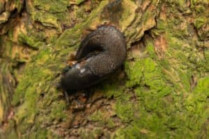 única babosa en la naturaleza