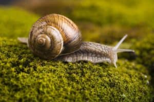 solo caracol en la naturaleza