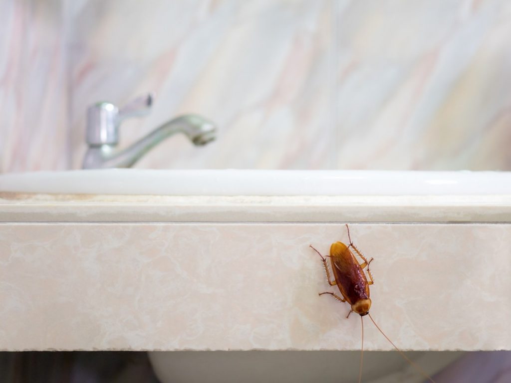 Una cucaracha está escalando en el baño
