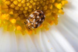 Escarabajo de alfombra en una margarita blanca