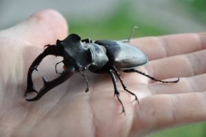 Escarabajo de ciervo aislado en la mano del ser humano.